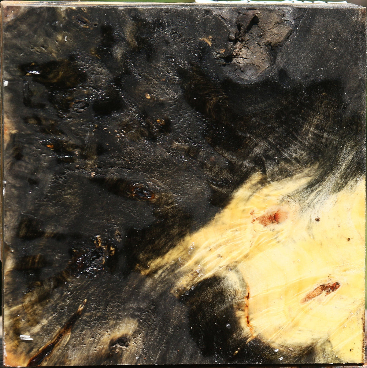 Buckeye Burl Bowl Blank