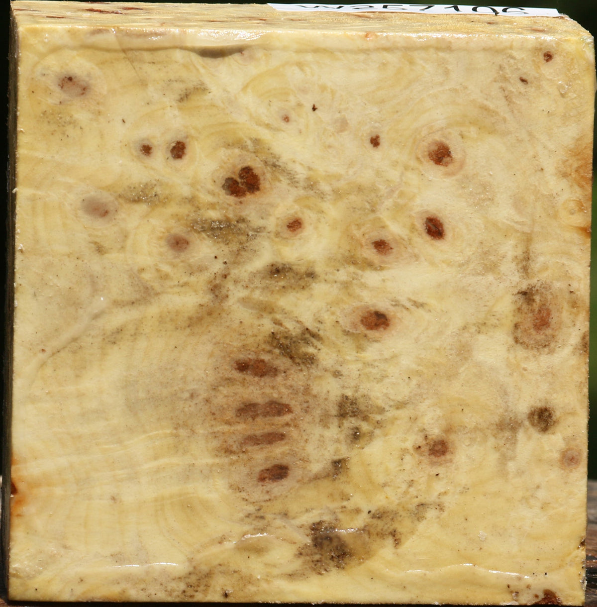 Buckeye Burl Bowl Blank