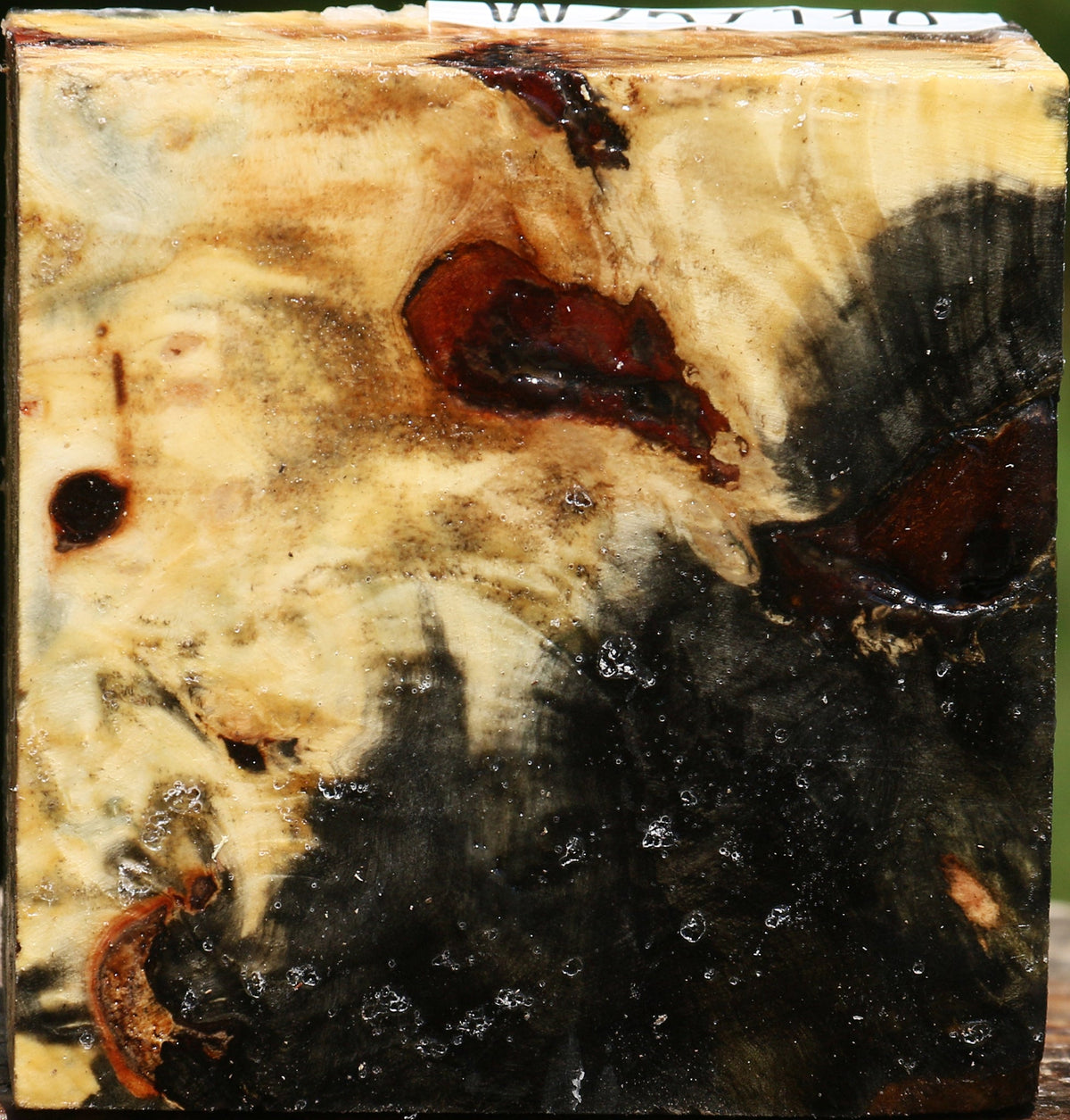 Buckeye Burl Bowl Blank