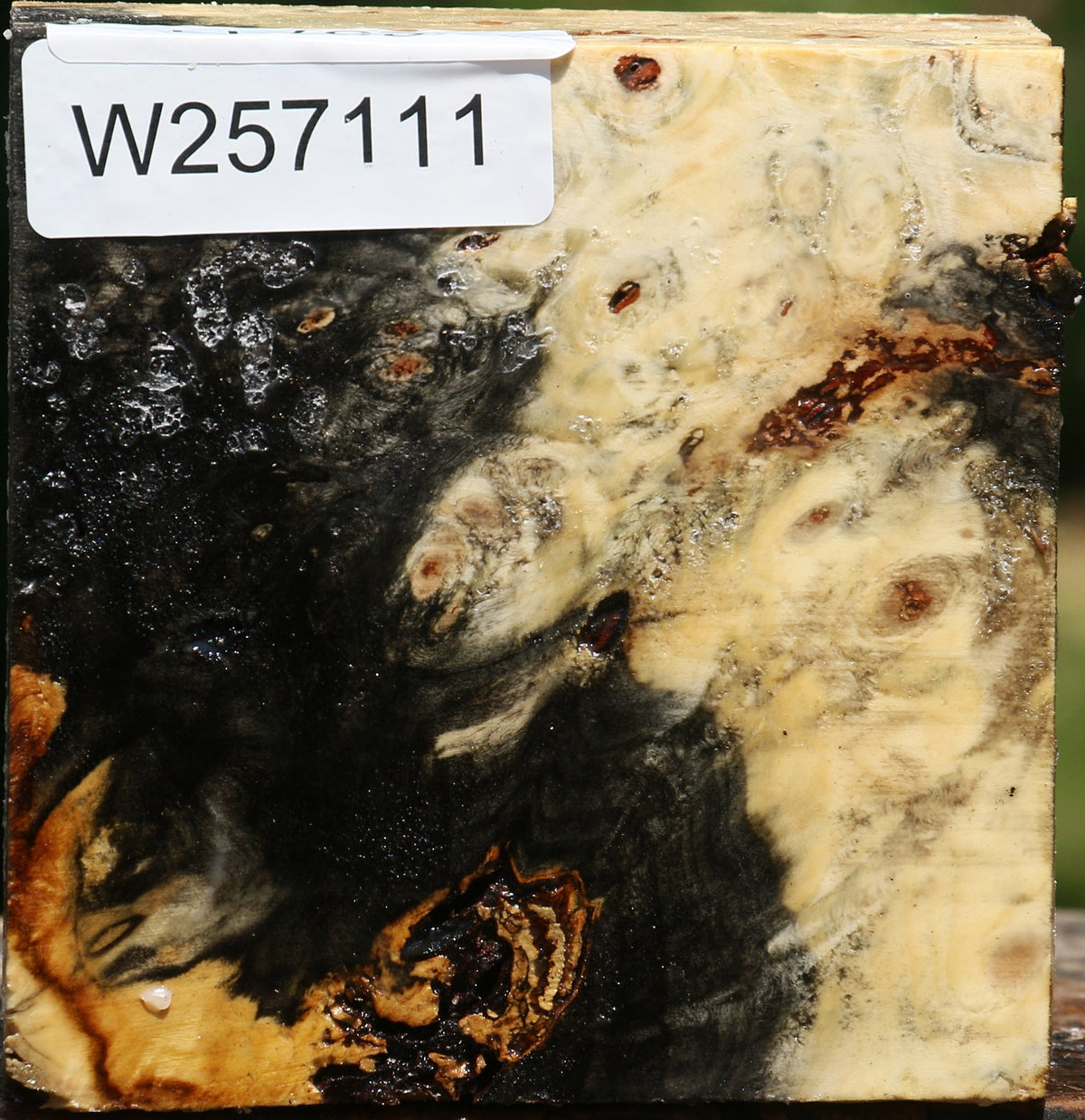 Buckeye Burl Bowl Blank