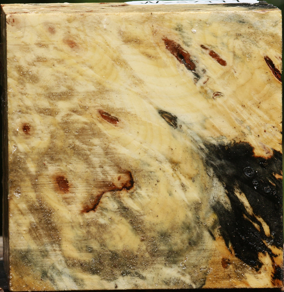 Buckeye Burl Bowl Blank
