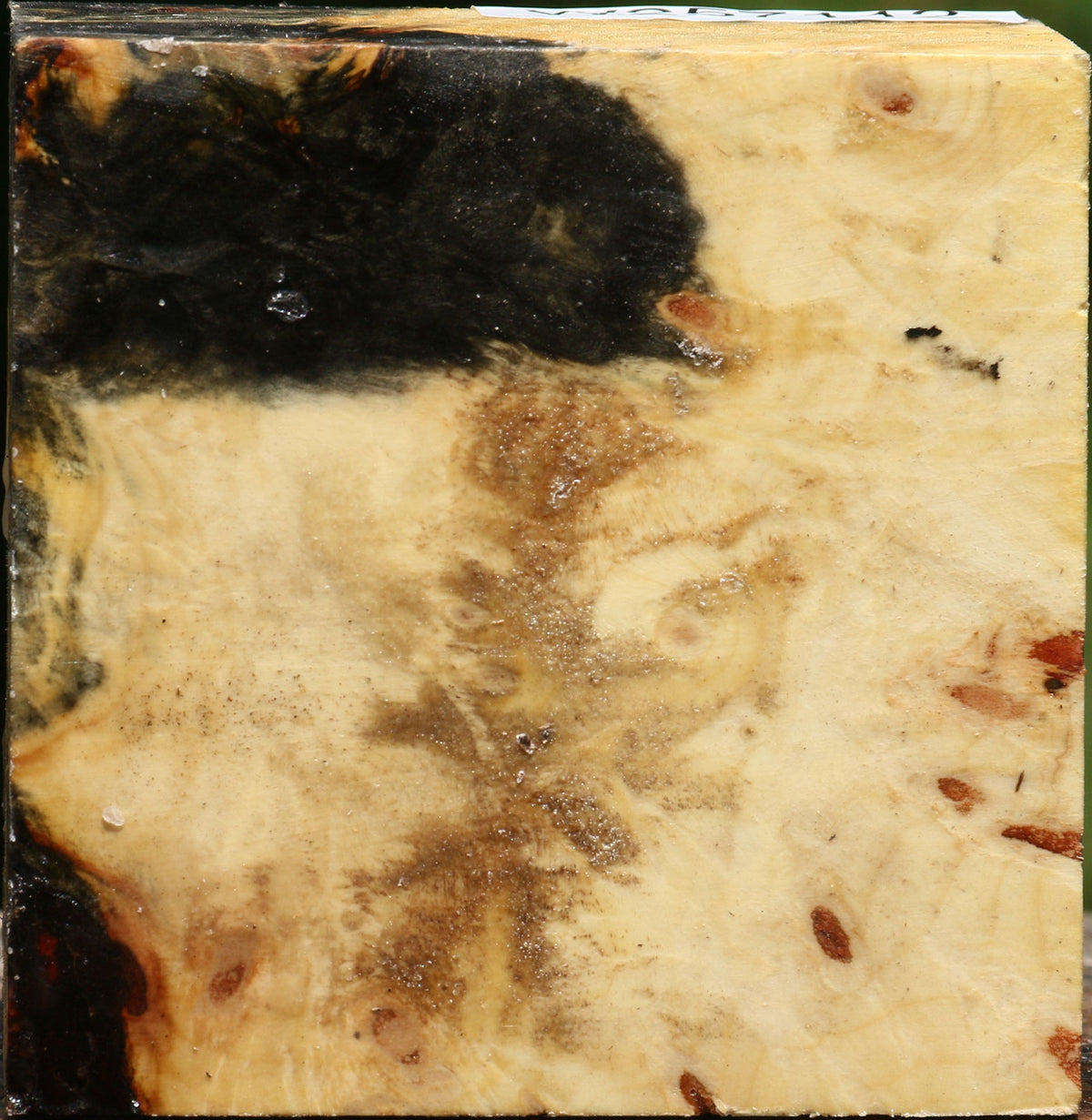 Buckeye Burl Bowl Blank