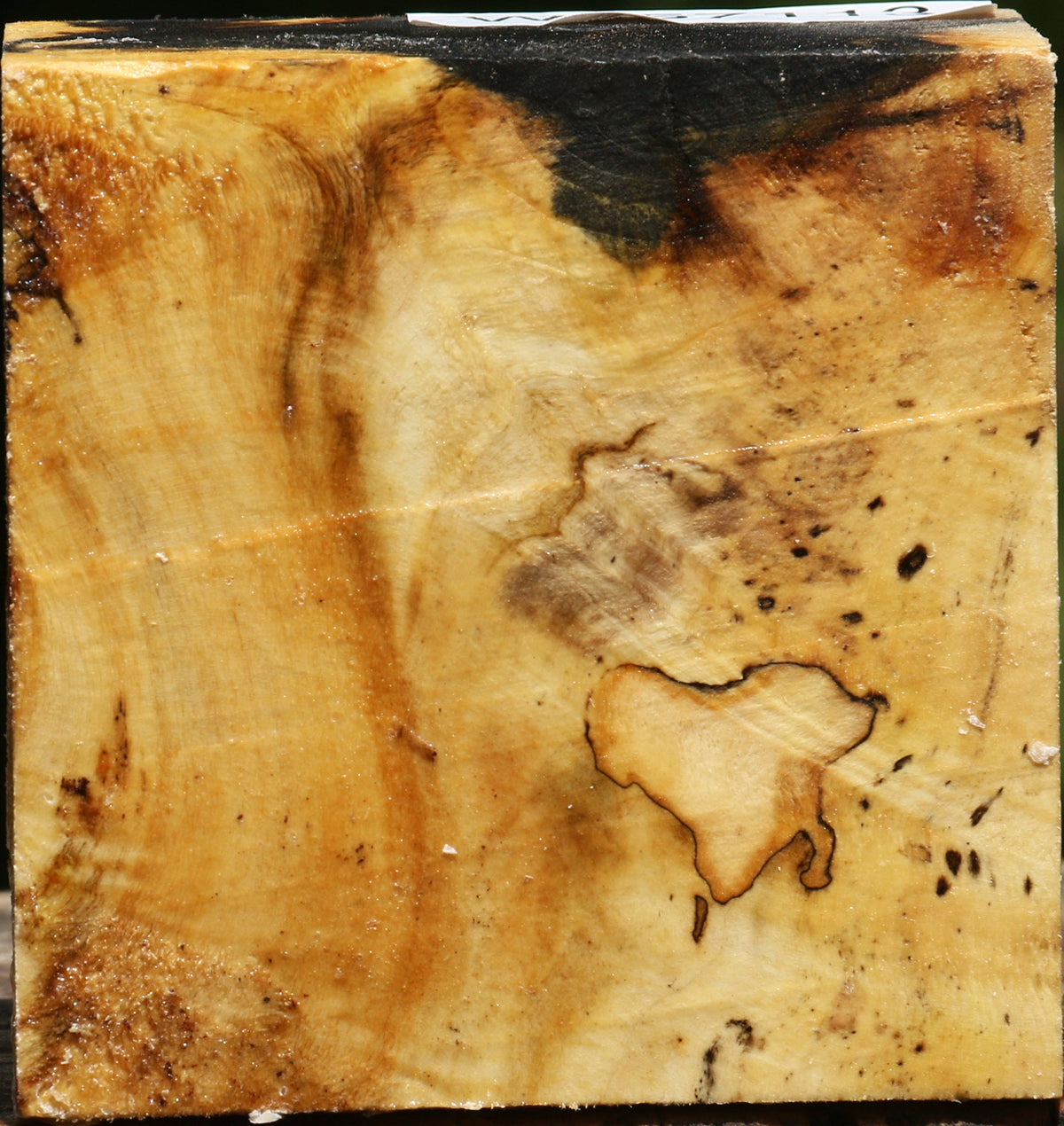 Buckeye Burl Bowl Blank