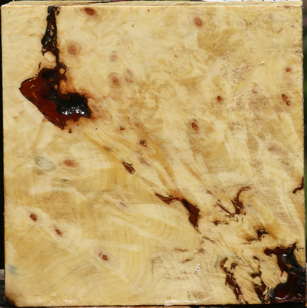 Buckeye Burl Bowl Blank
