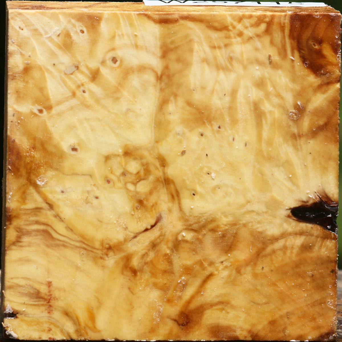 Buckeye Burl Bowl Blank