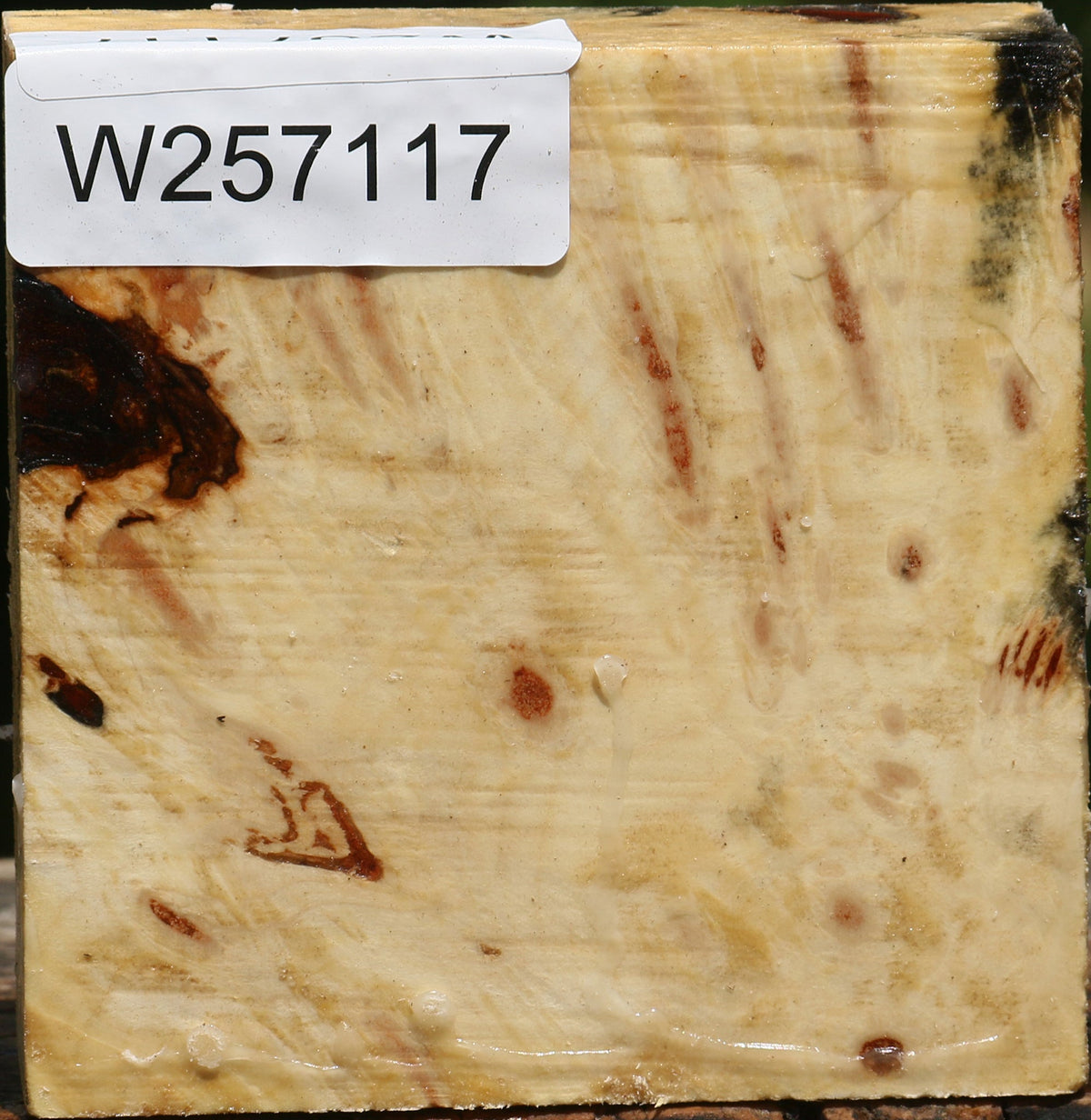 Buckeye Burl Bowl Blank