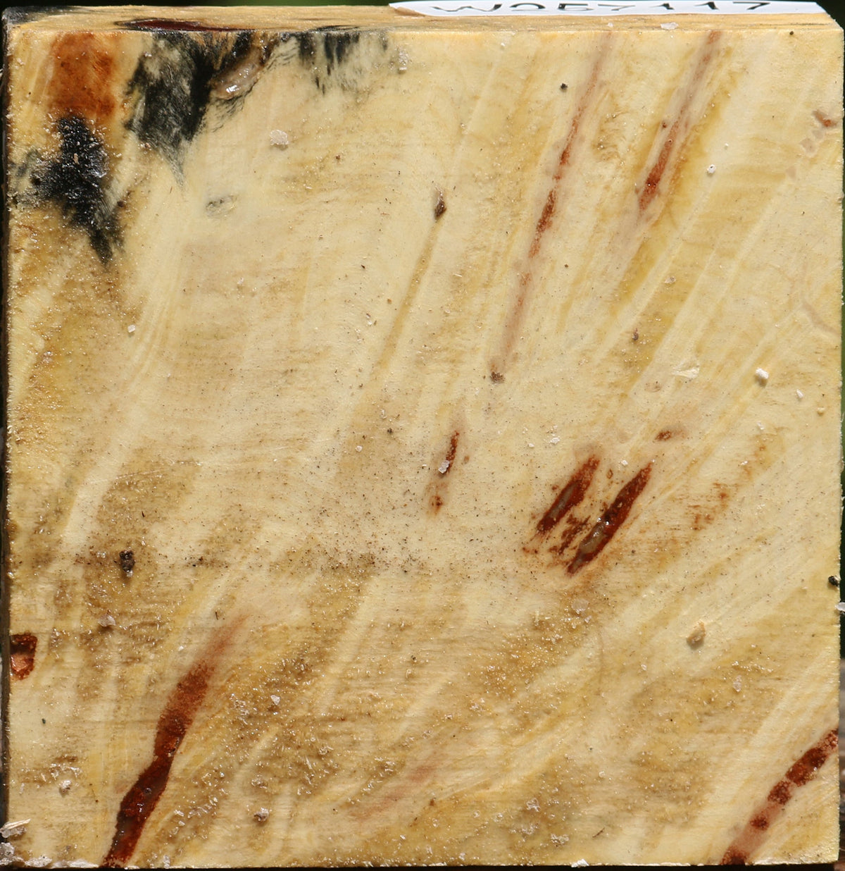 Buckeye Burl Bowl Blank