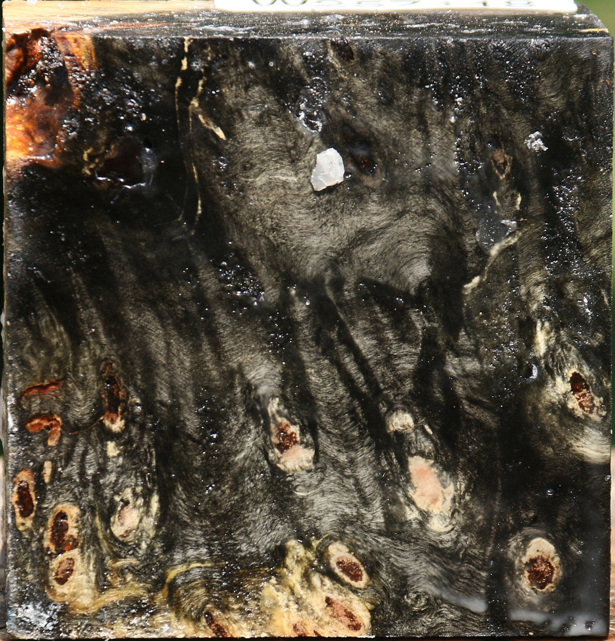 Buckeye Burl Bowl Blank