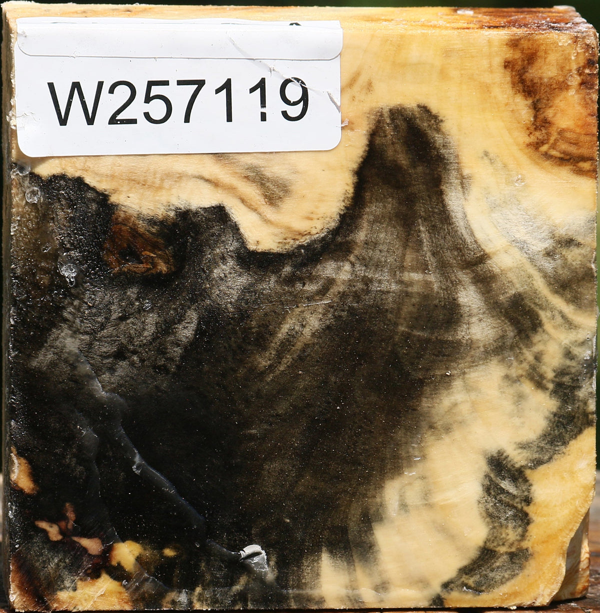 Buckeye Burl Bowl Blank