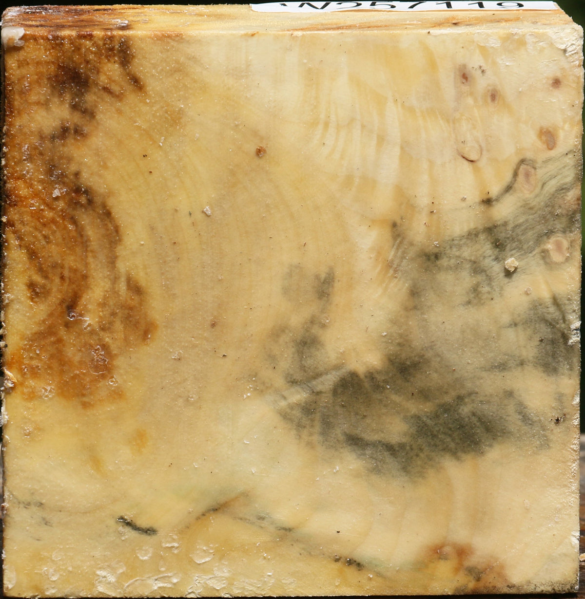 Buckeye Burl Bowl Blank