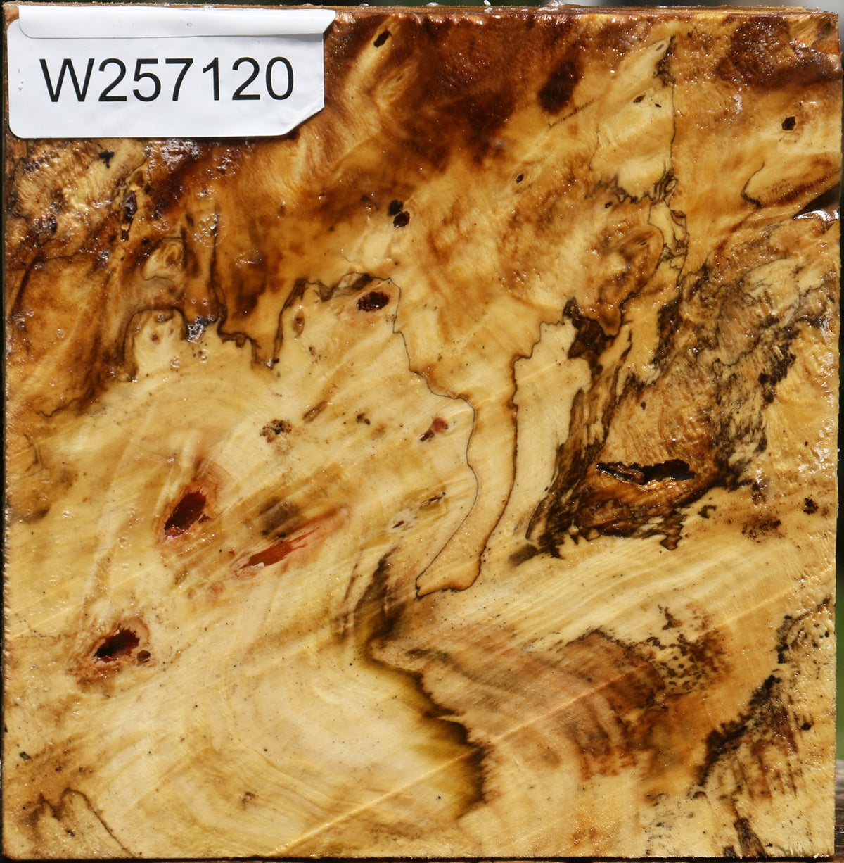 Buckeye Burl Bowl Blank