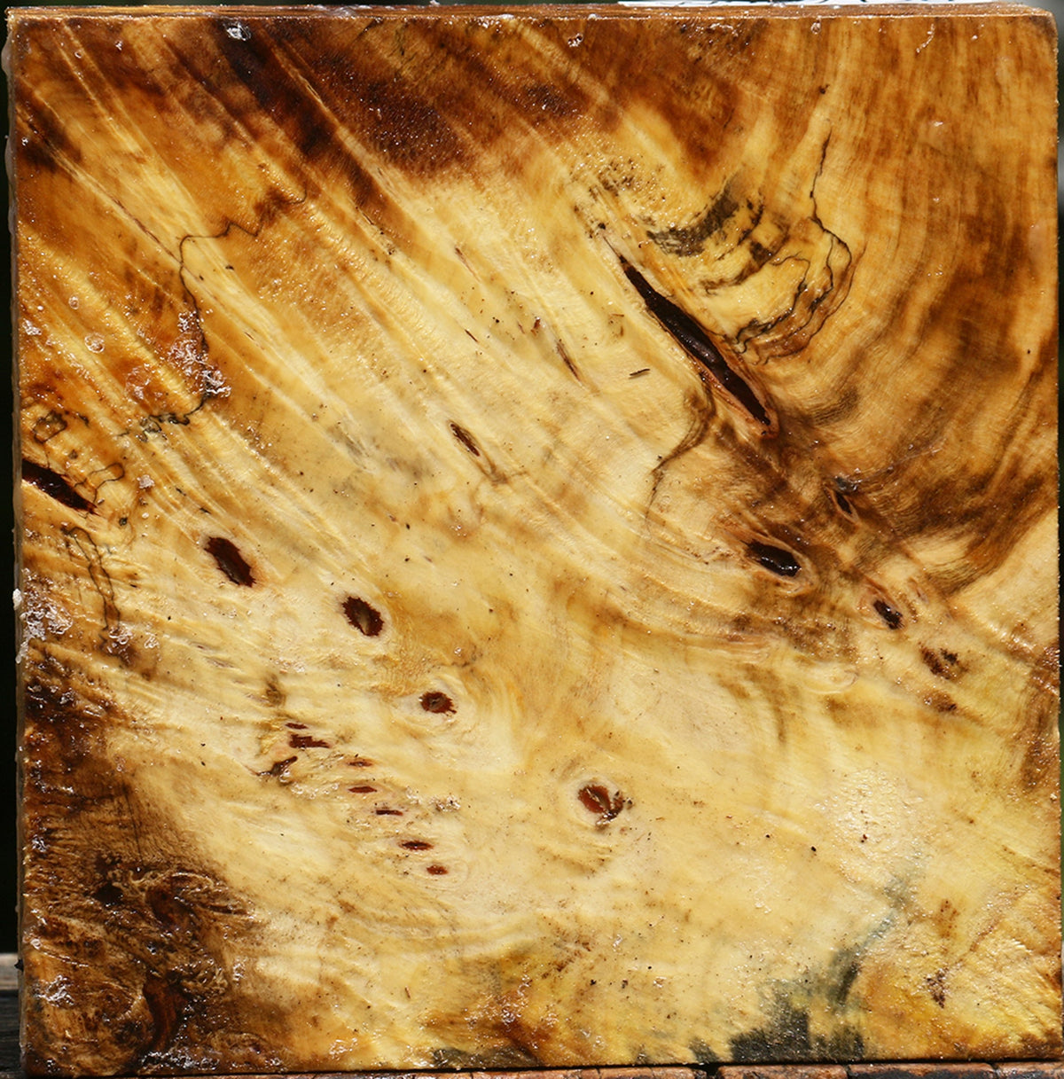 Buckeye Burl Bowl Blank