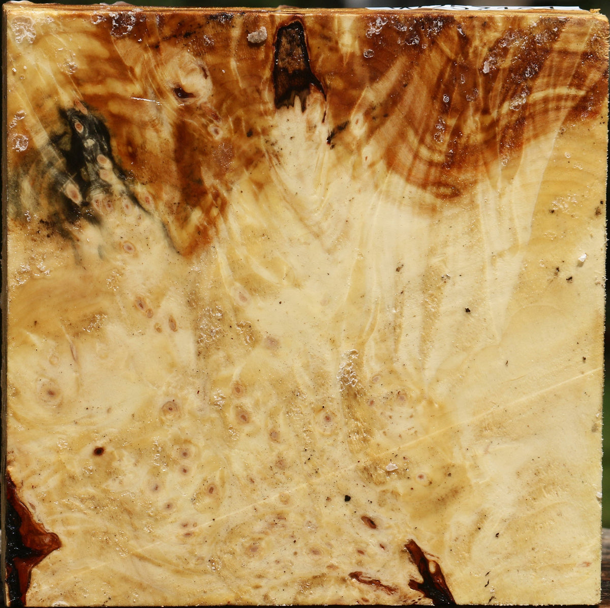Buckeye Burl Bowl Blank