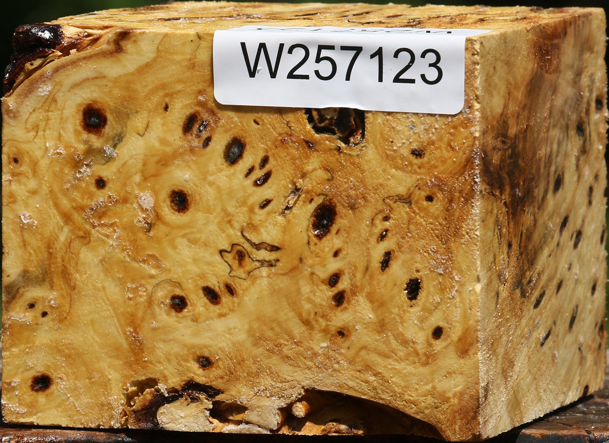Buckeye Burl Bowl Blank