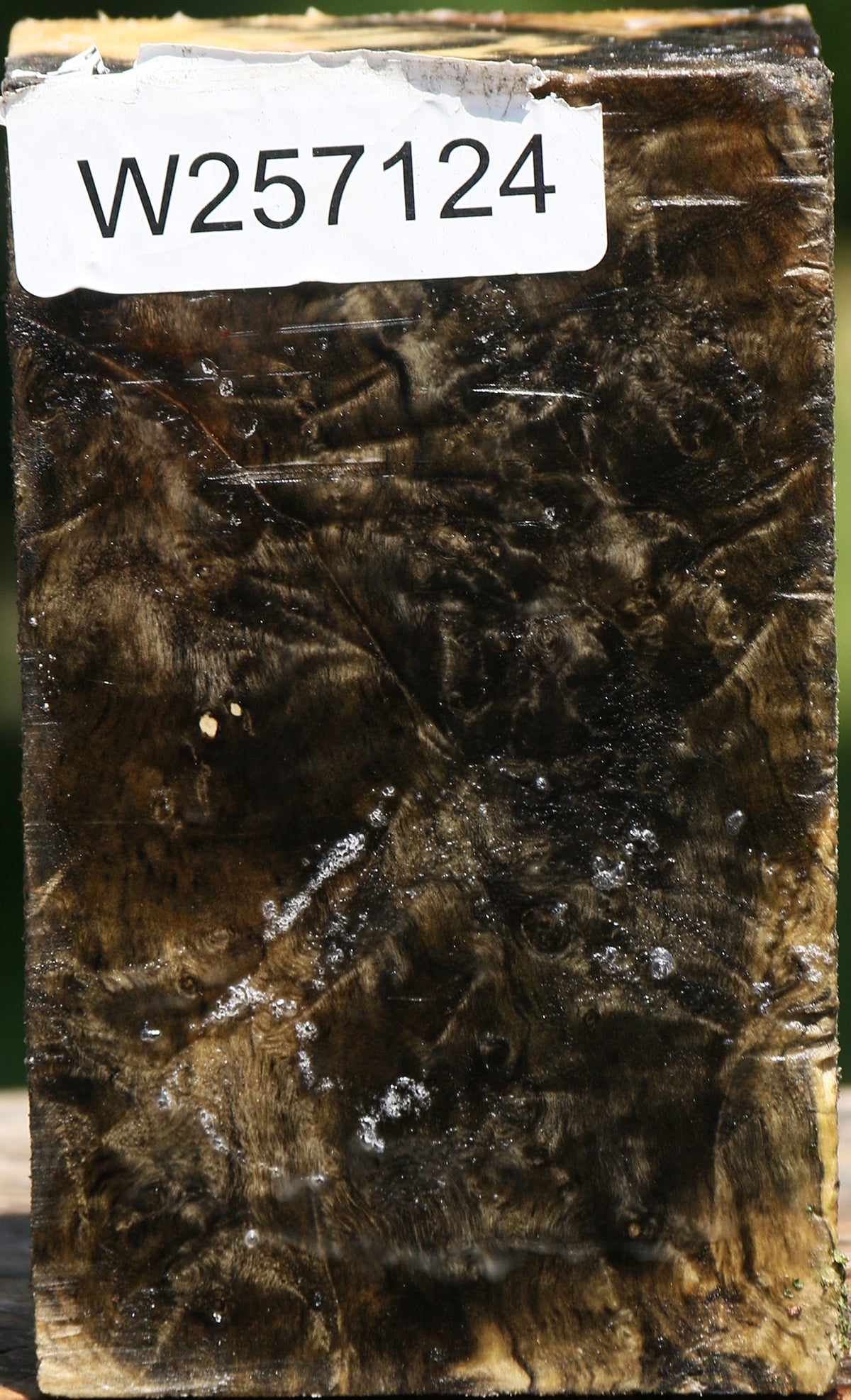 Buckeye Burl Turning Blank