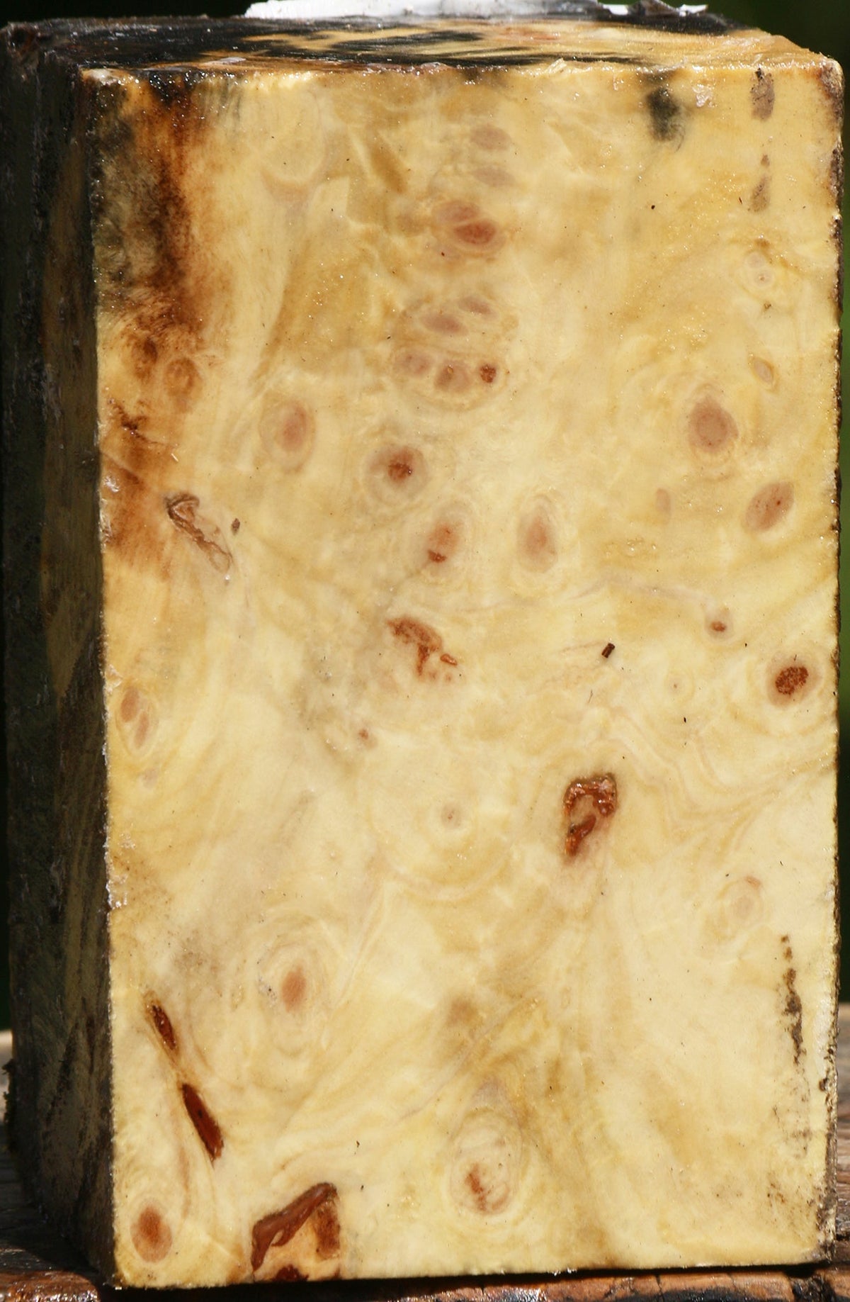 Buckeye Burl Turning Blank