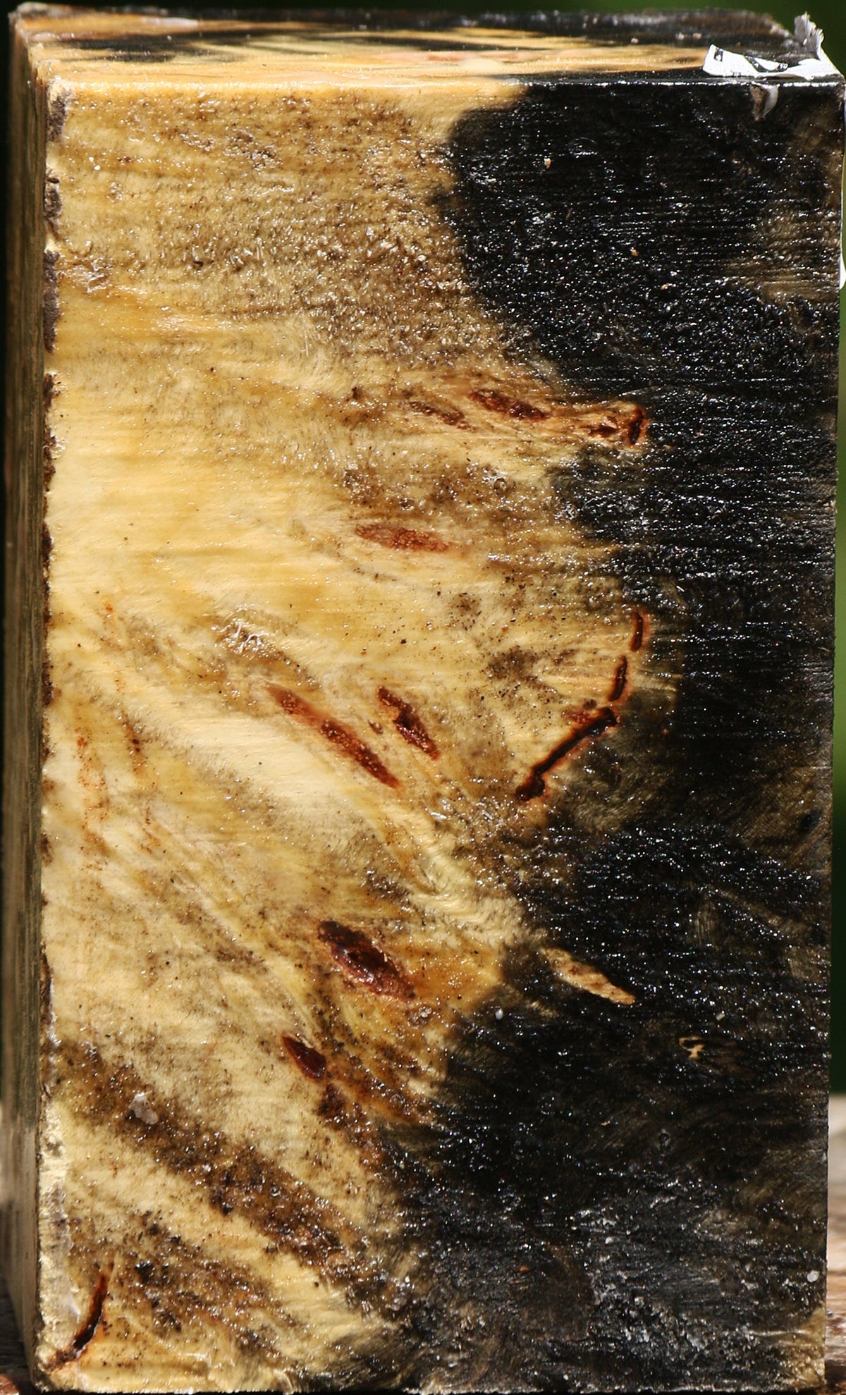 Buckeye Burl Turning Blank