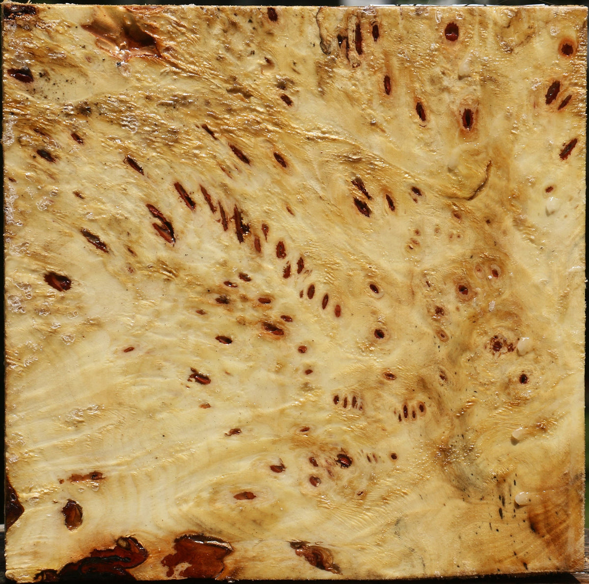 Buckeye Burl Bowl Blank