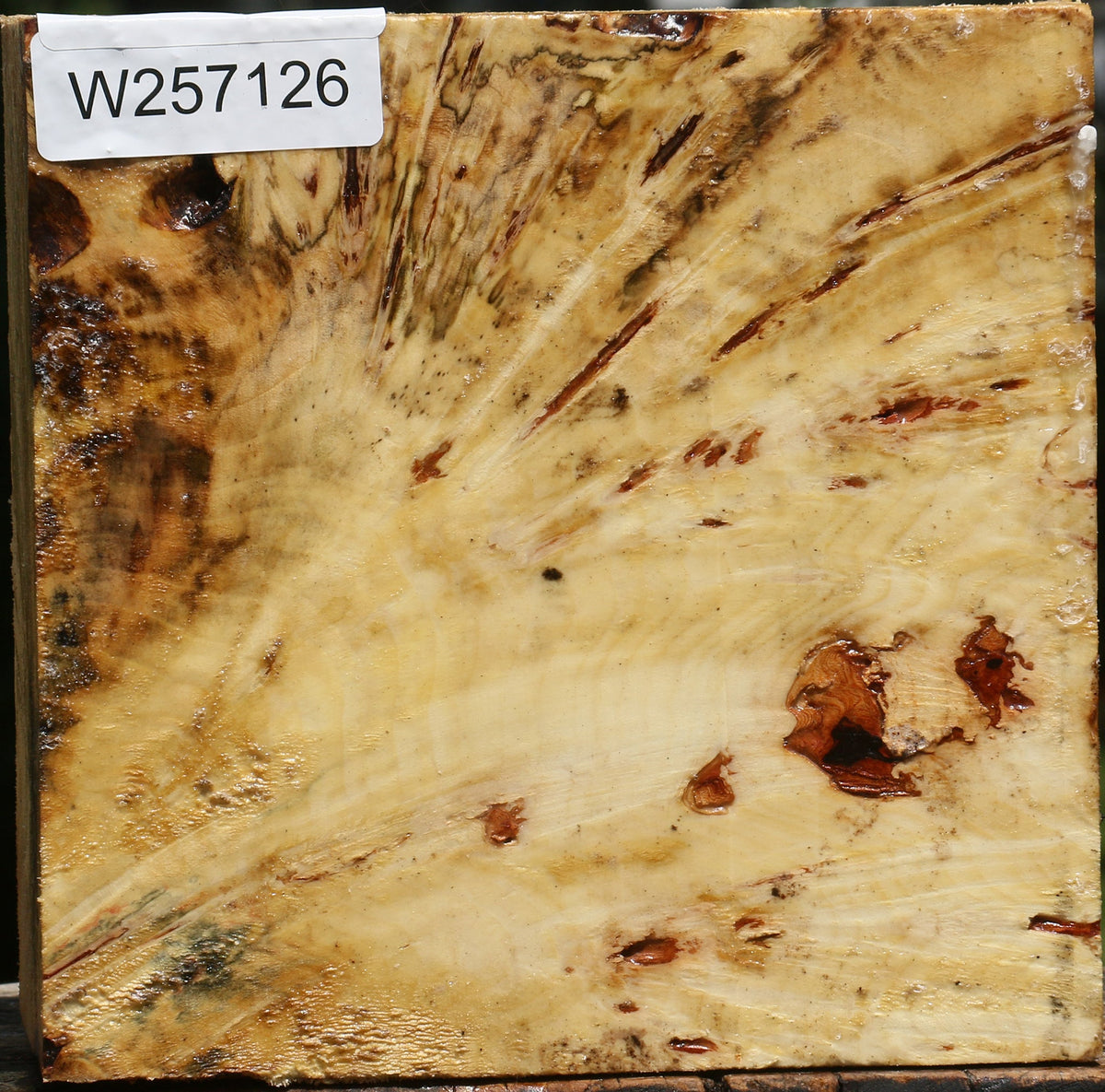 Buckeye Burl Bowl Blank