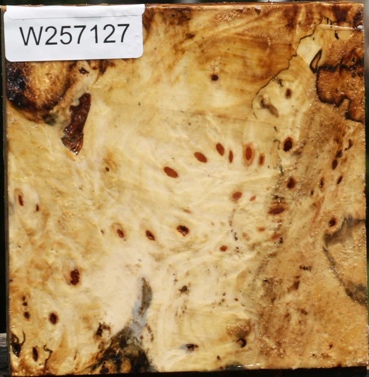 Buckeye Burl Bowl Blank