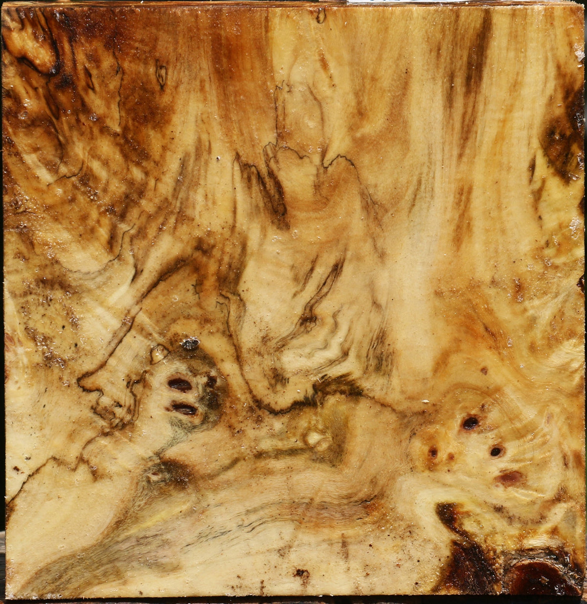Buckeye Burl Bowl Blank