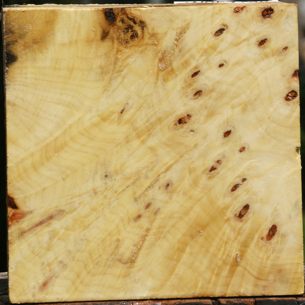 Buckeye Burl Bowl Blank