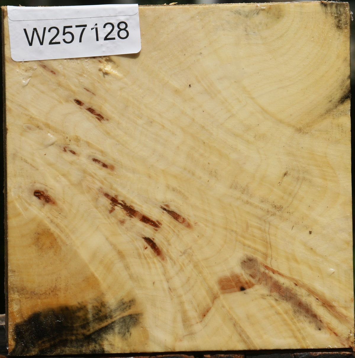 Buckeye Burl Bowl Blank