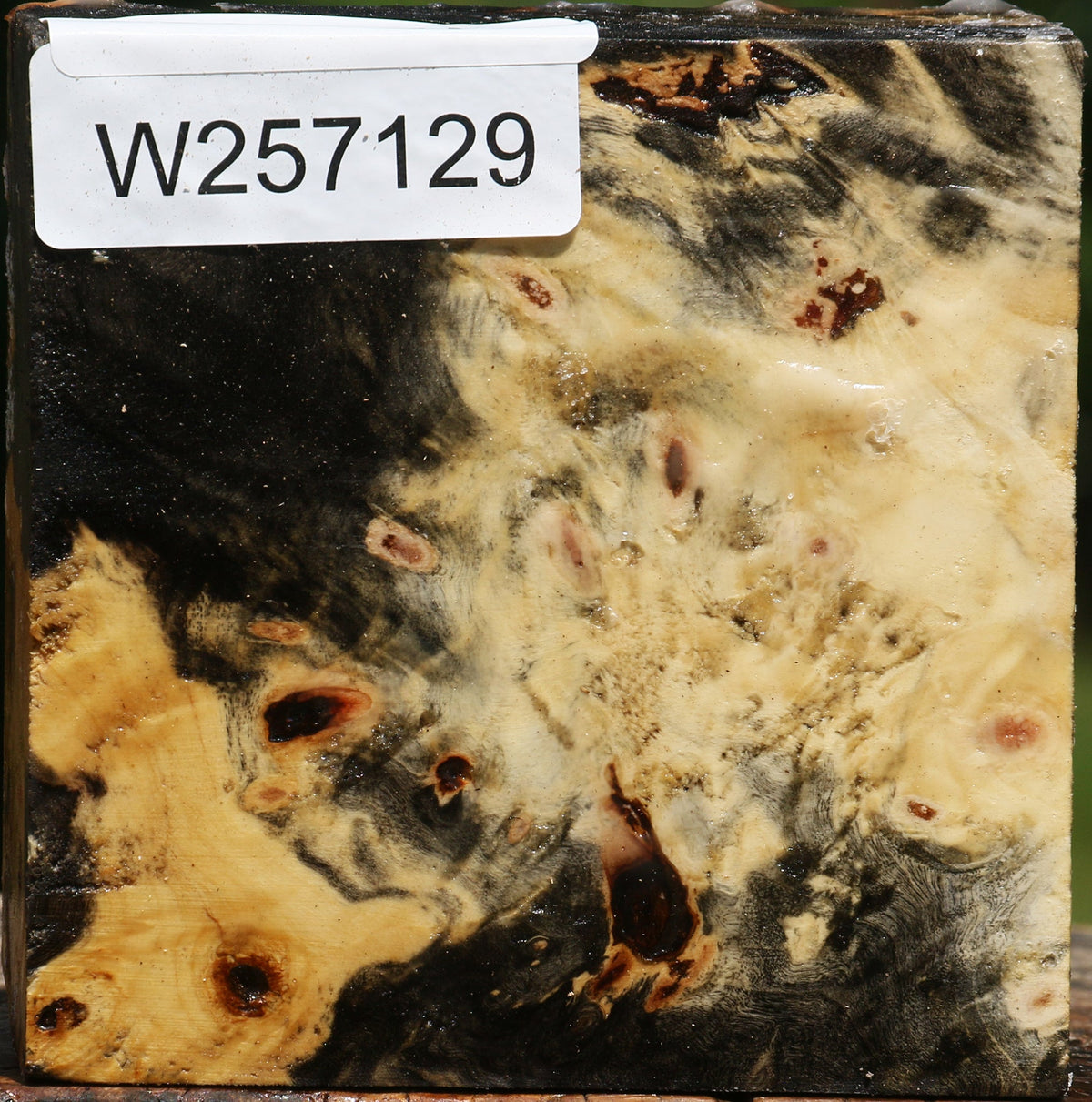 Buckeye Burl Bowl Blank