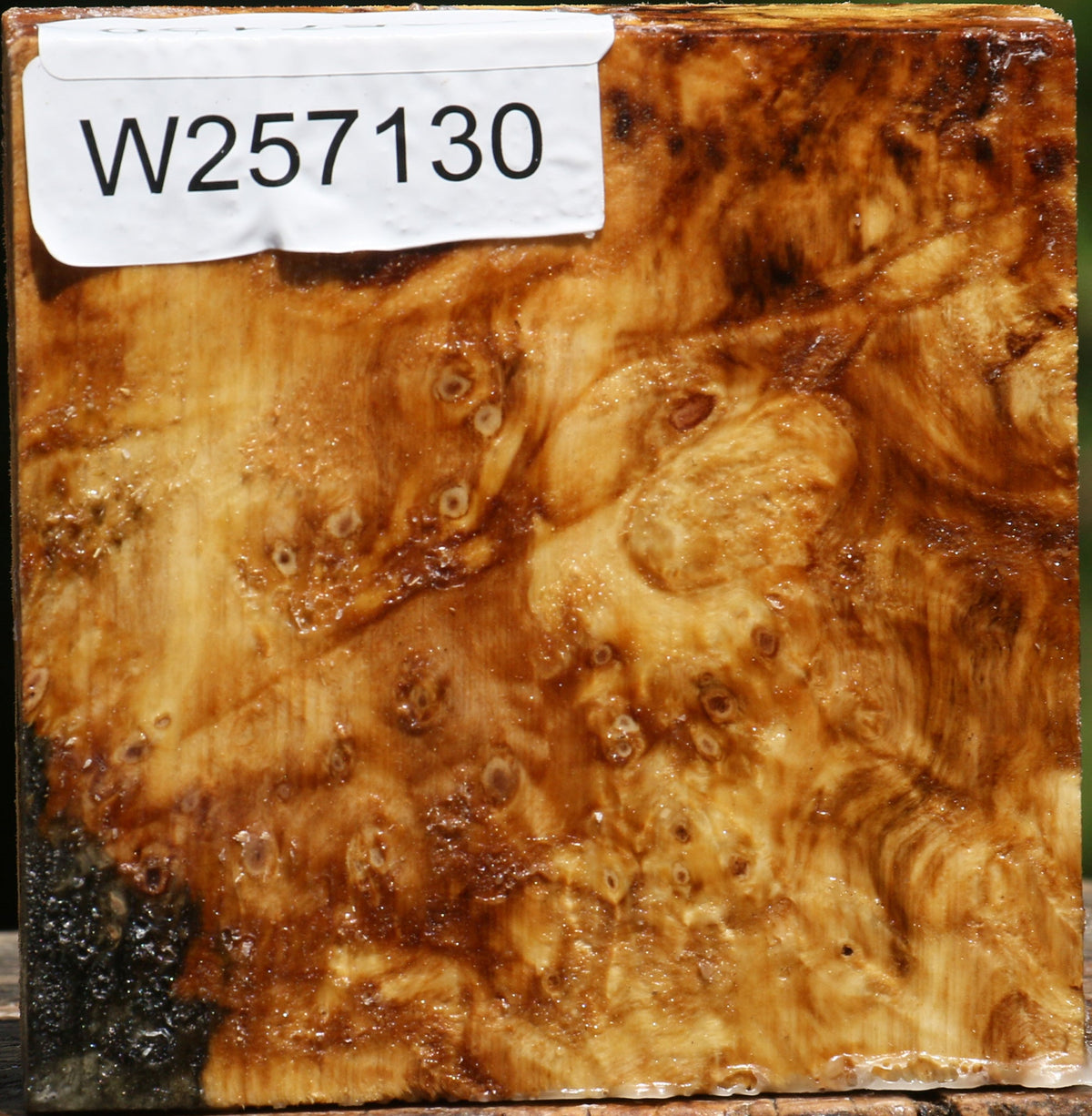 Buckeye Burl Bowl Blank
