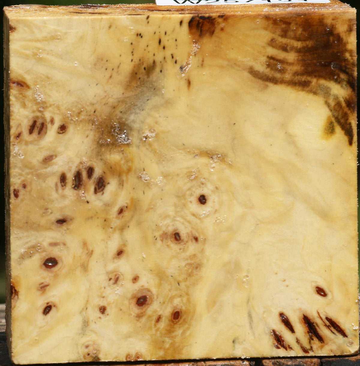 Buckeye Burl Bowl Blank