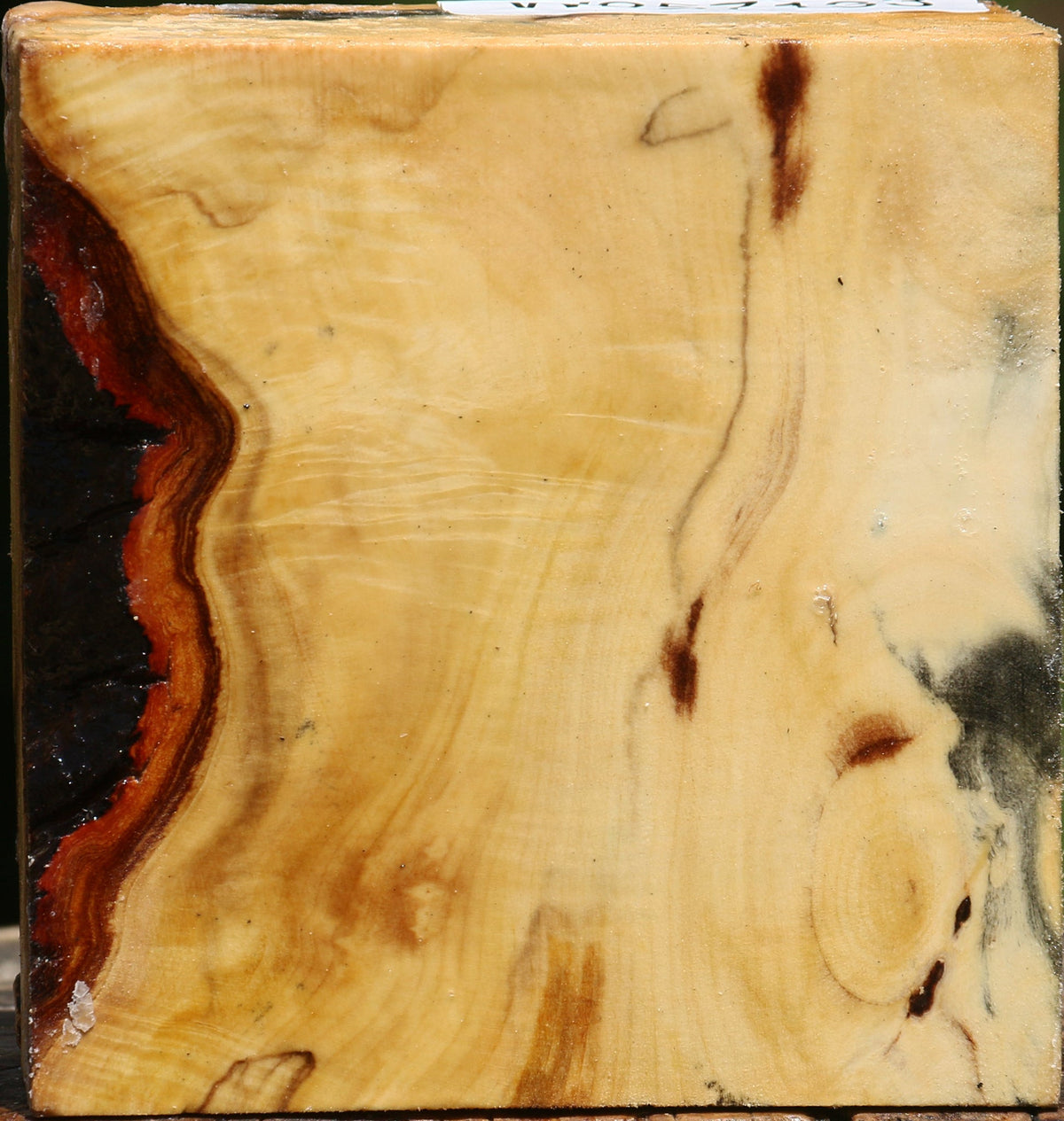 Buckeye Burl Bowl Blank