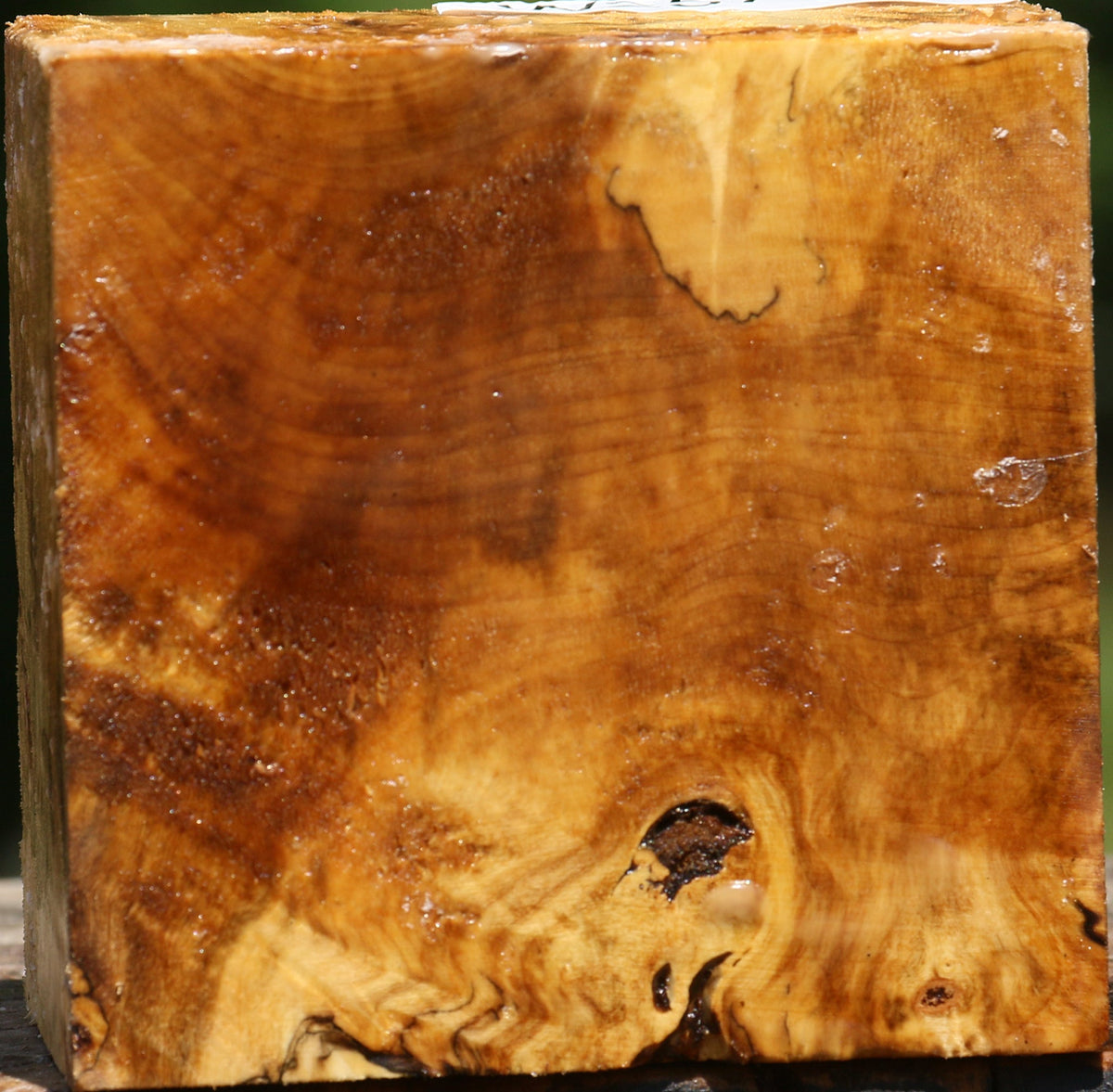 Buckeye Burl Bowl Blank