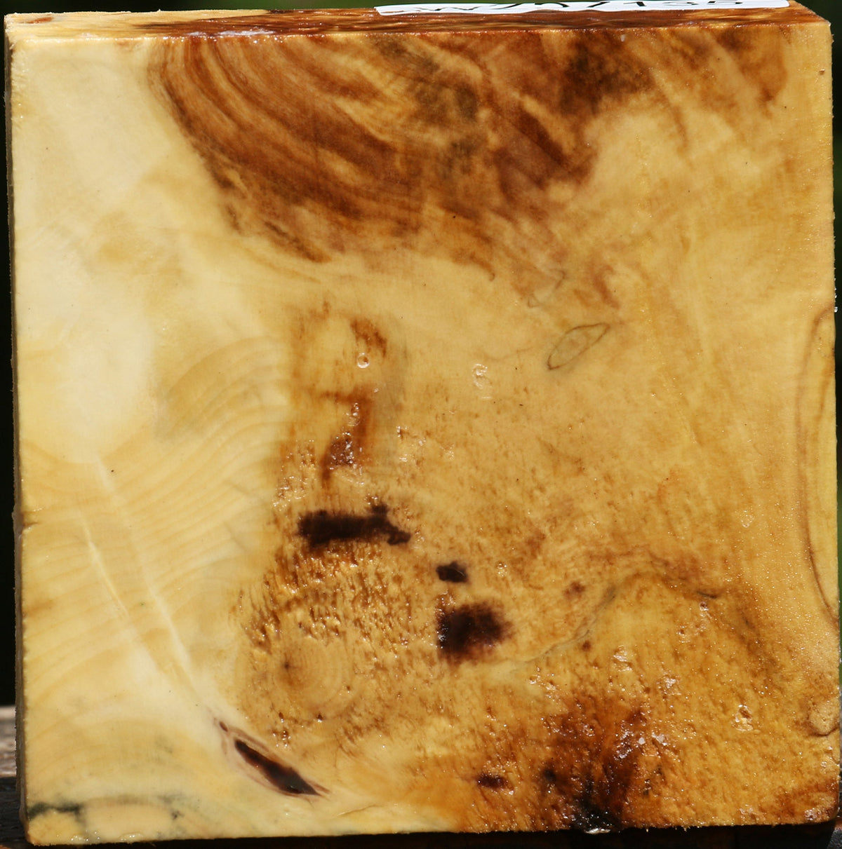 Buckeye Burl Bowl Blank