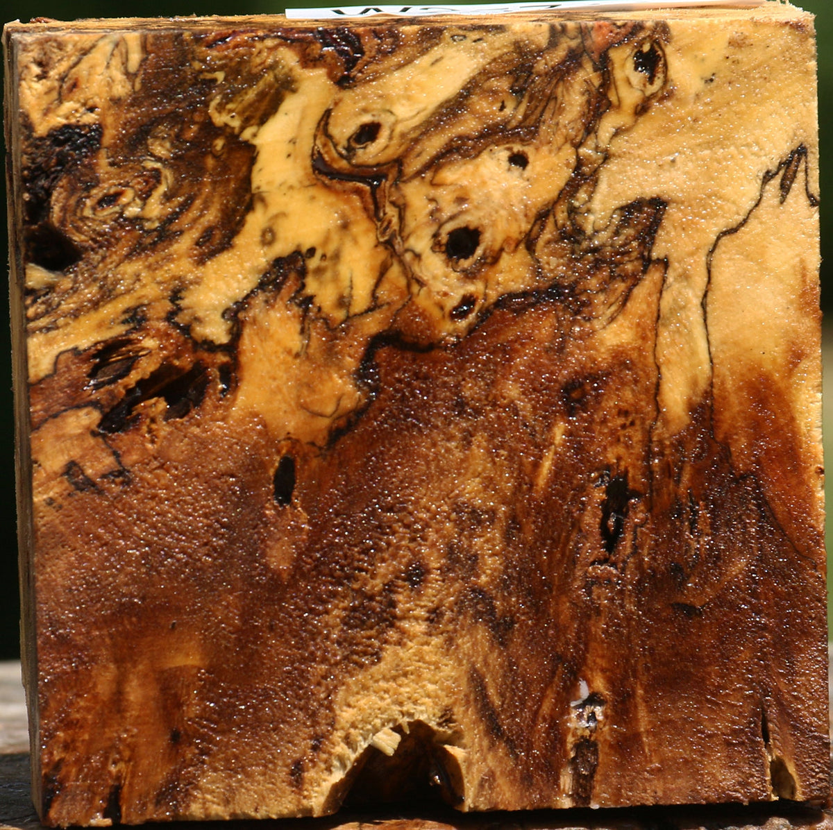 Buckeye Burl Bowl Blank