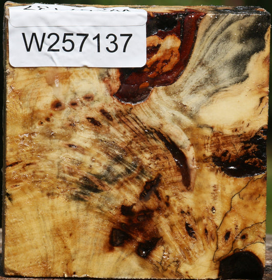 Buckeye Burl Bowl Blank