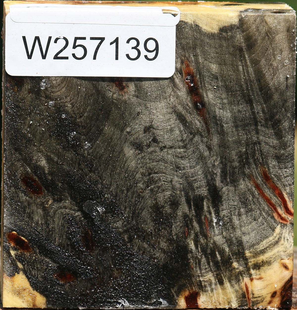 Buckeye Burl Bowl Blank