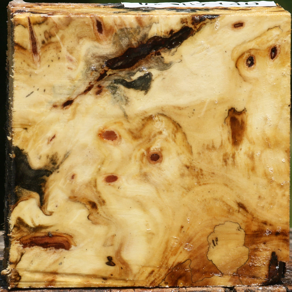 Buckeye Burl Bowl Blank