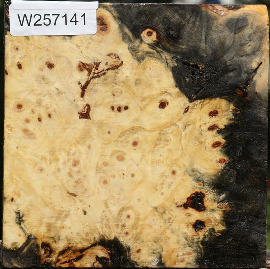 Buckeye Burl Bowl Blank