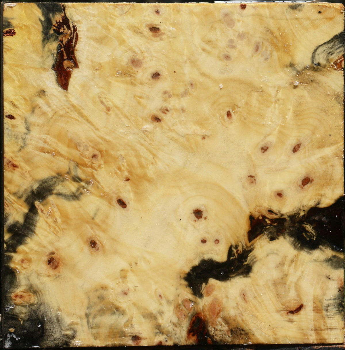 Buckeye Burl Bowl Blank