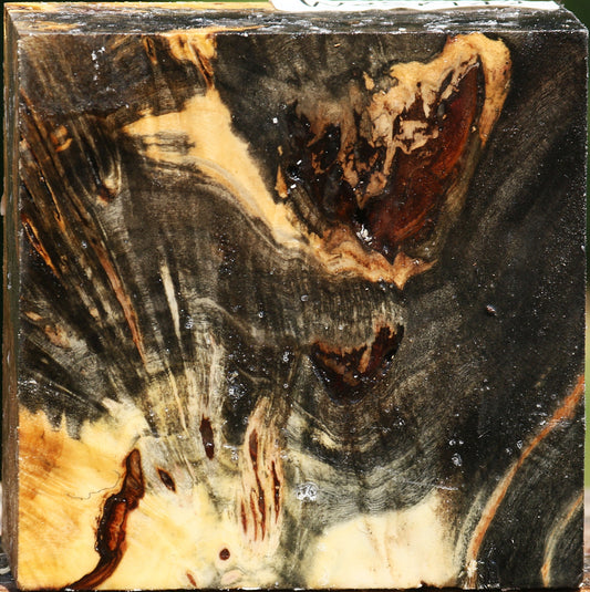 Buckeye Burl Bowl Blank