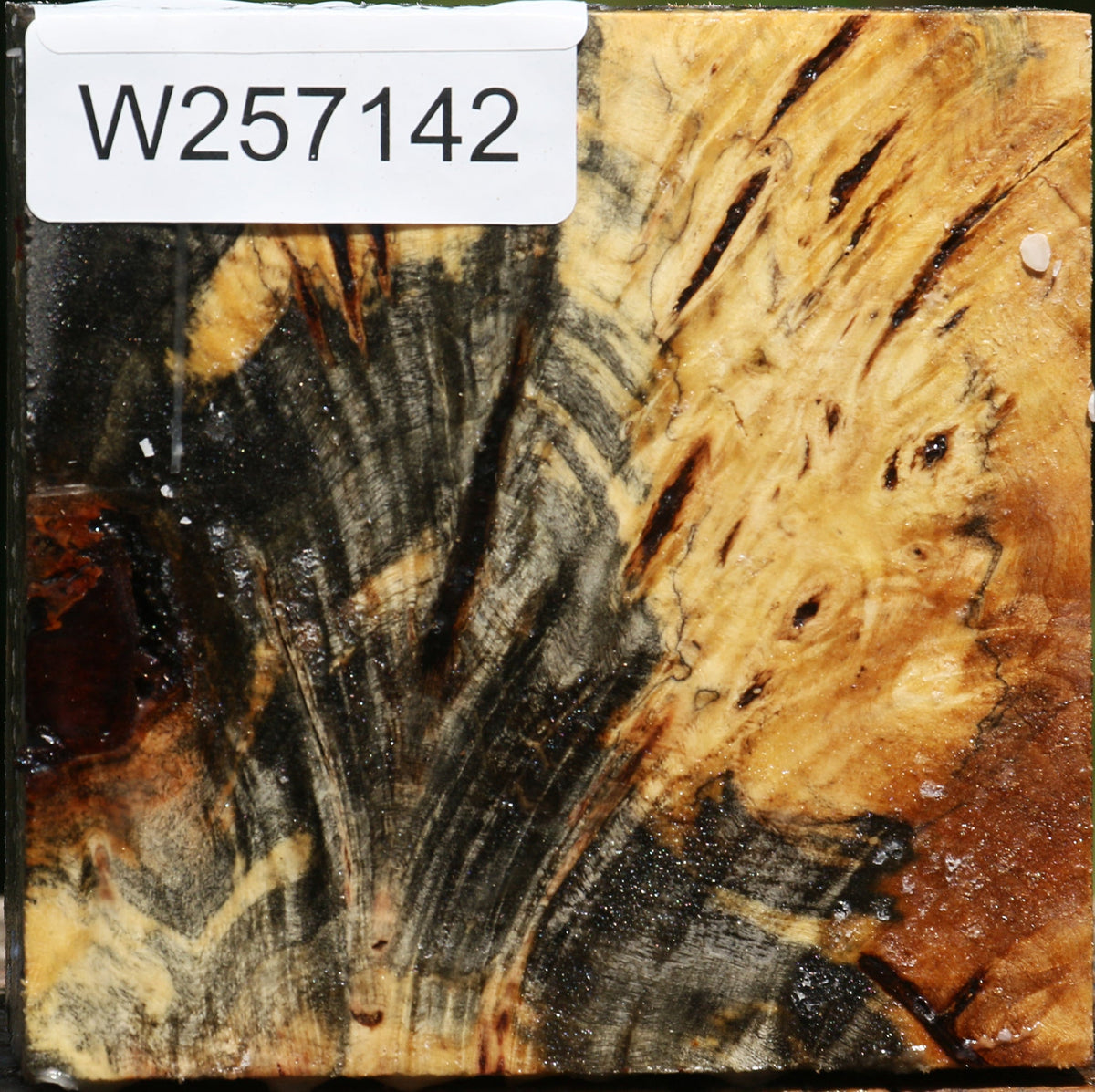 Buckeye Burl Bowl Blank