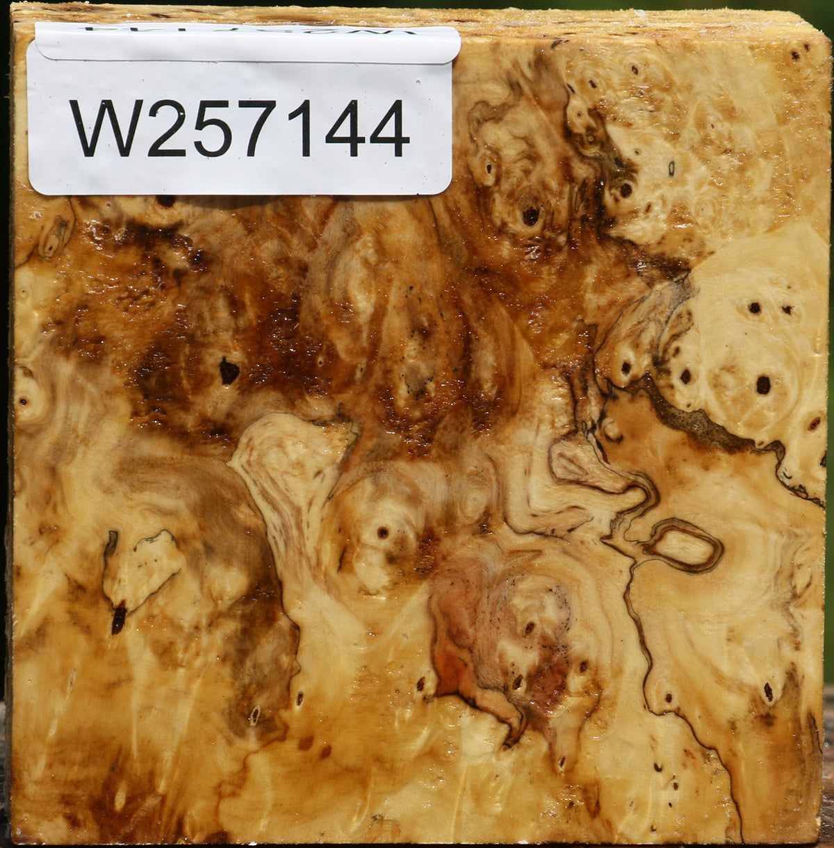 Buckeye Burl Bowl Blank