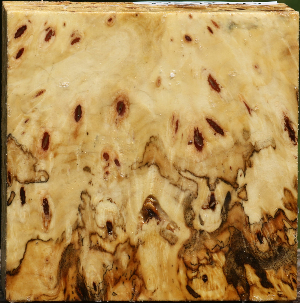 Buckeye Burl Bowl Blank