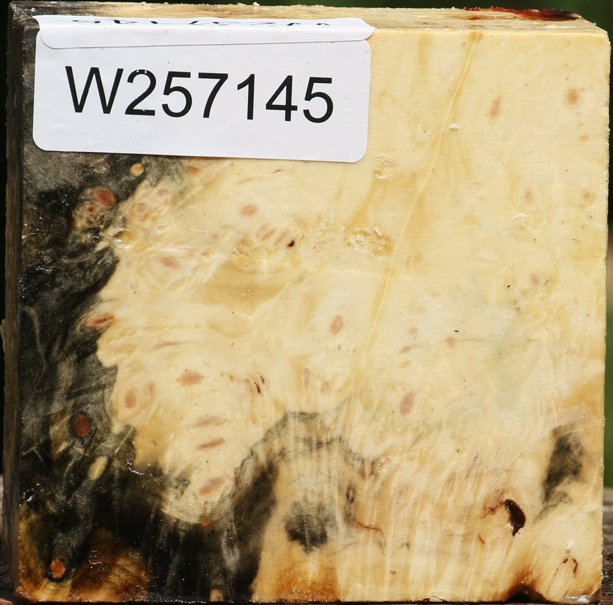 Buckeye Burl Bowl Blank