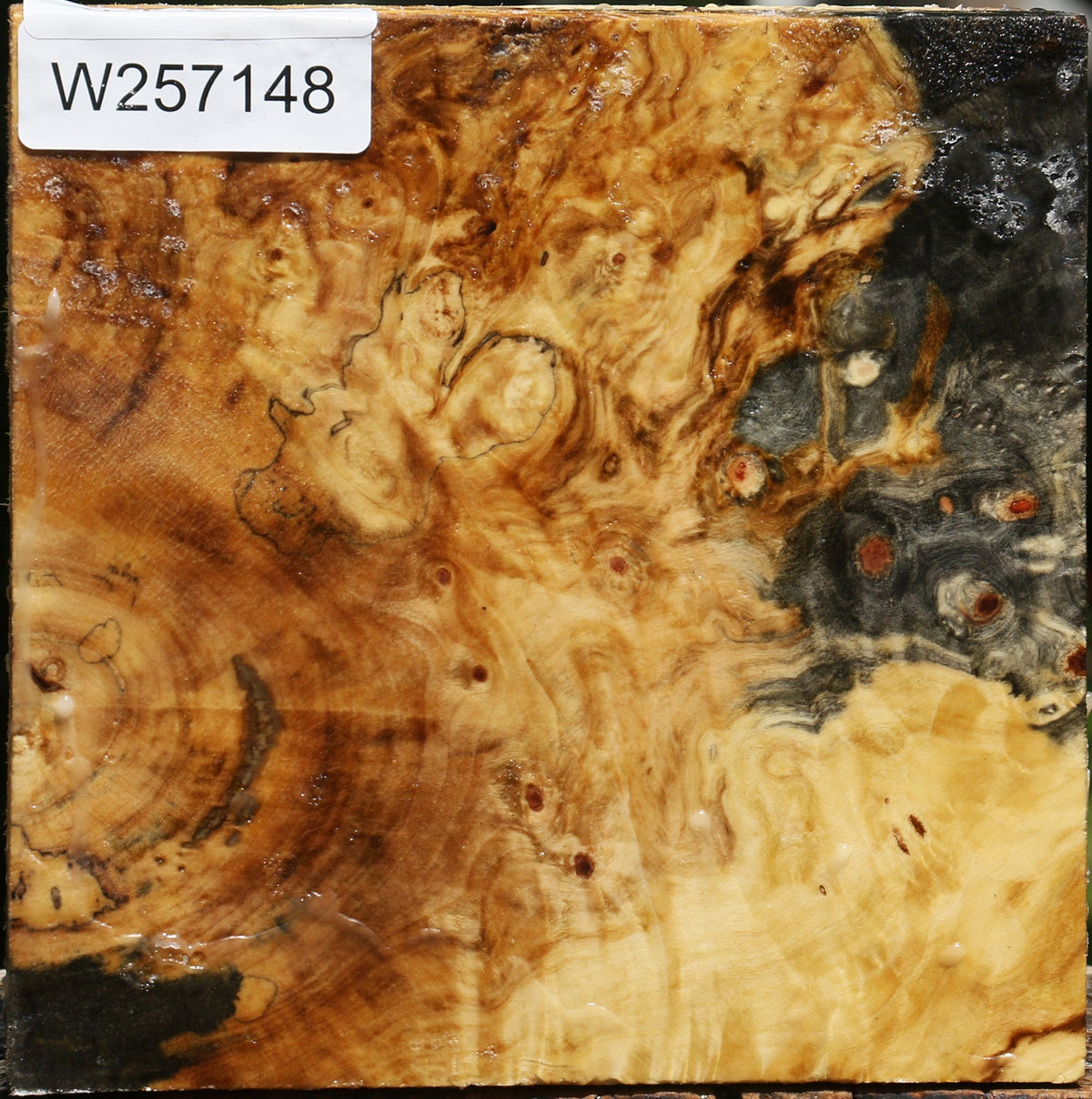 Buckeye Burl Bowl Blank