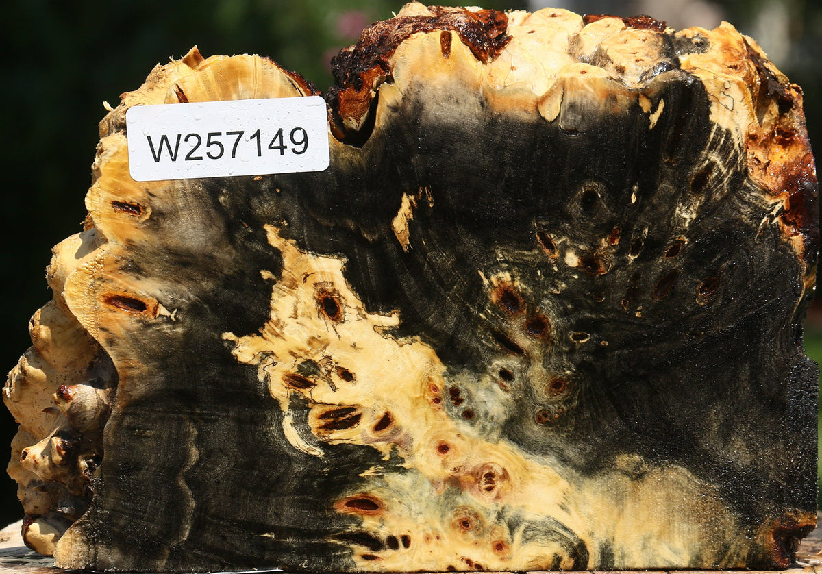 Buckeye Burl Live Edge Slice