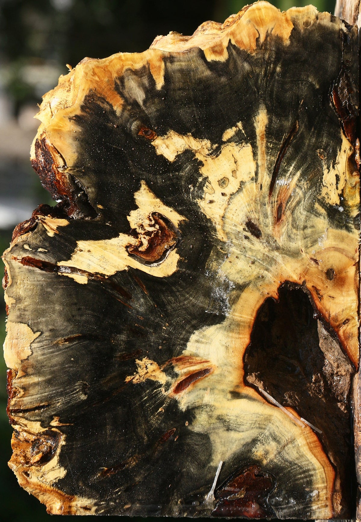 Buckeye Burl Live Edge Slice