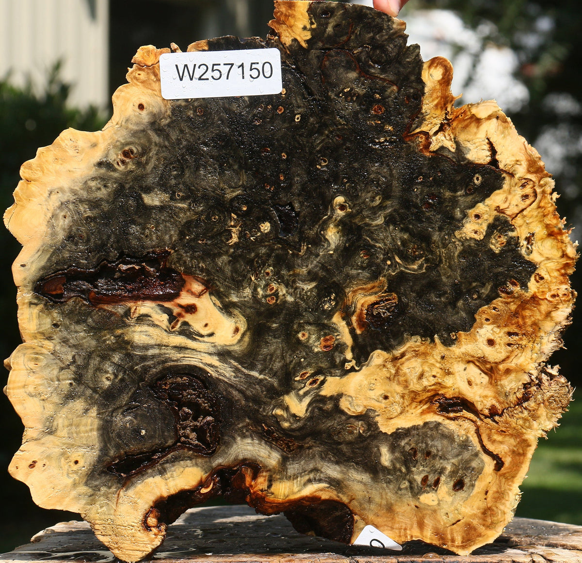 Buckeye Burl Cap