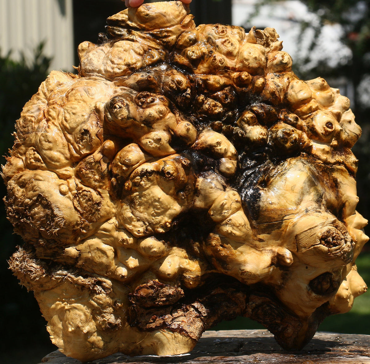 Buckeye Burl Cap