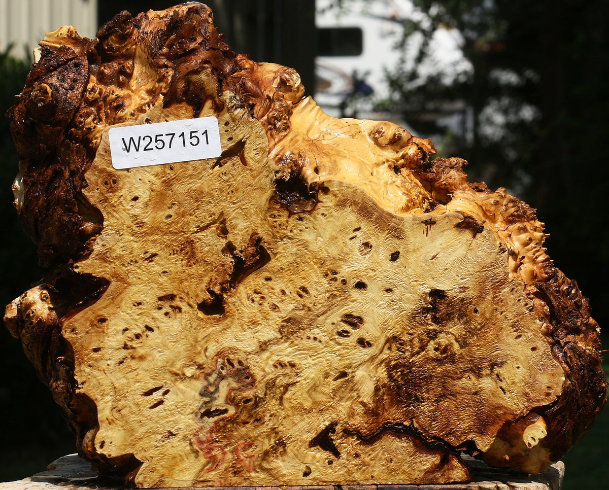 Buckeye Burl Live Edge Slice